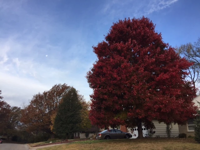 It is definitely turning fall here in Kansas. A little late really.