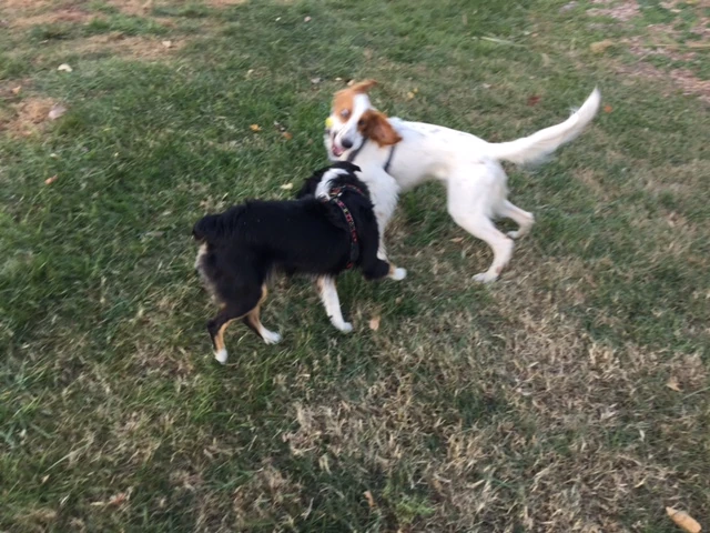 Tucker met a new friend, Max, at the race. 