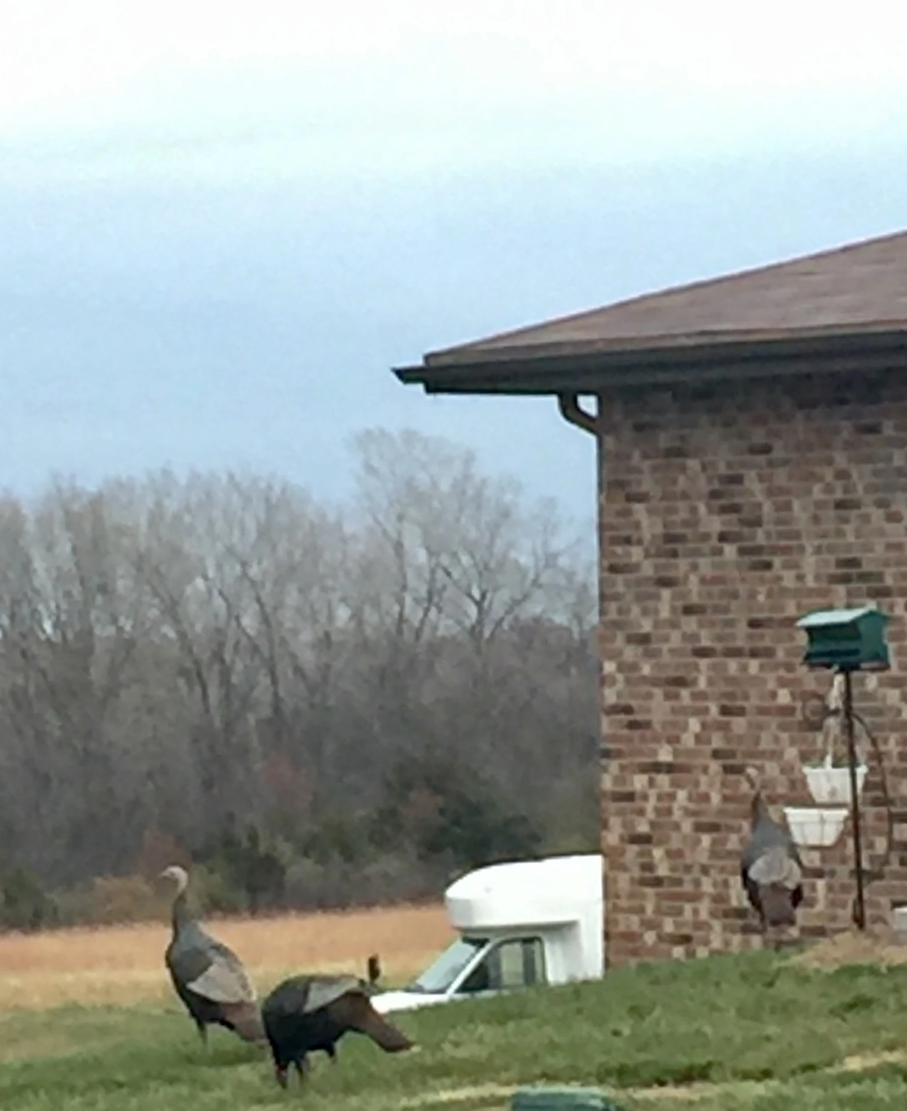 These turkeys were walking around at Catherine&rsquo;s mom&rsquo;s place. I almost always see wild turkeys on Thanksgiving Day. I wonder why that is?
