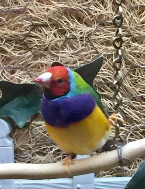 This bird was at Catherine’s mom’s. It is beautiful.