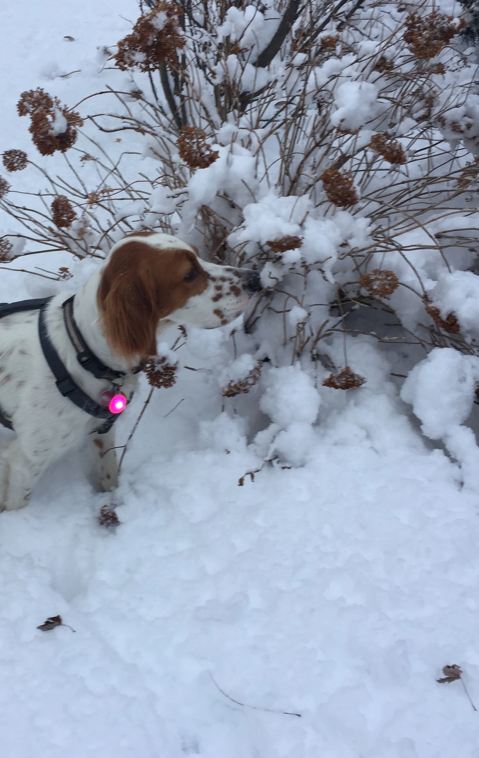 It is pretty snowy up in the Windy City.