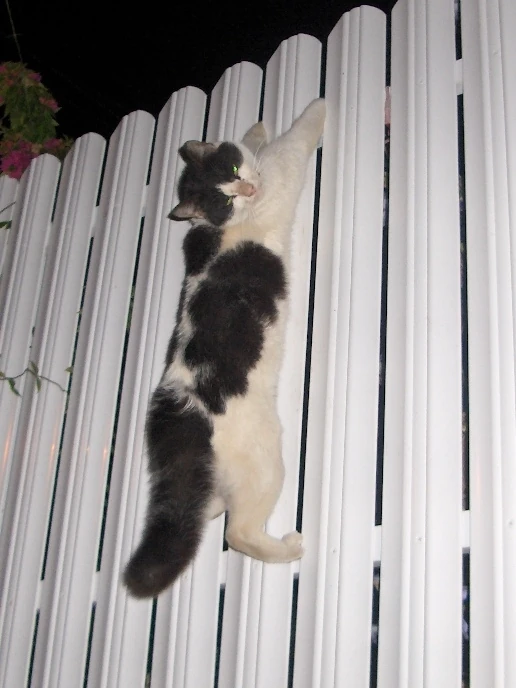 catonapicketfence