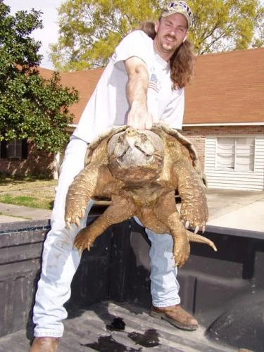 redneckwithsnappingturtle
