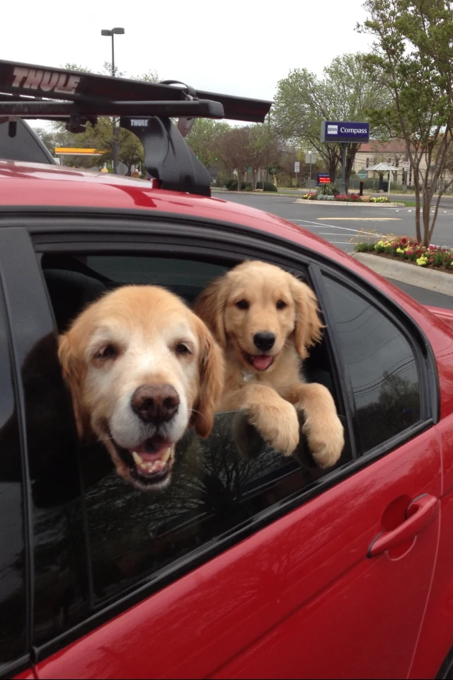 Stanley and Lulu on an outing.