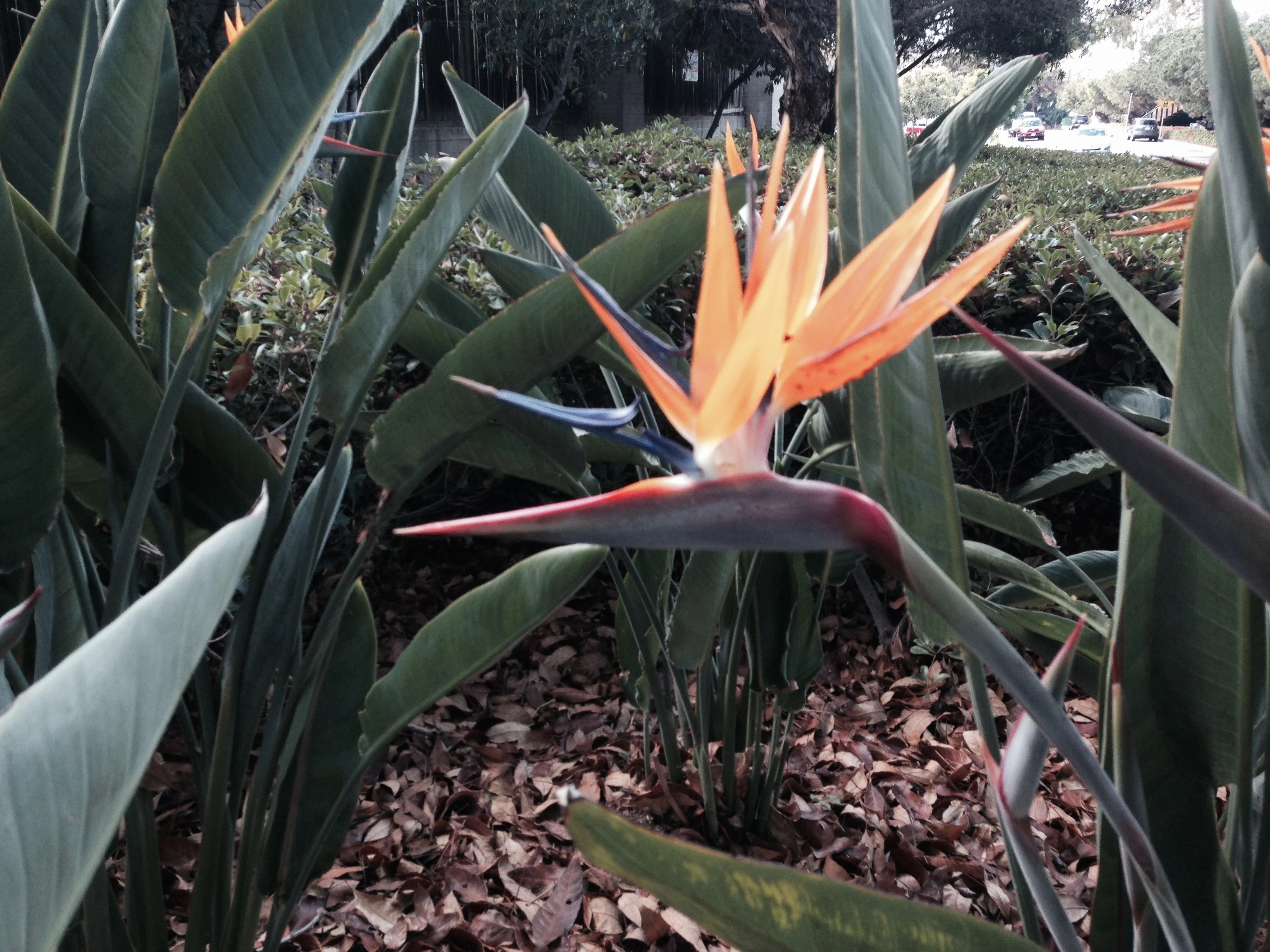 We don&rsquo;t have these around Kansas.