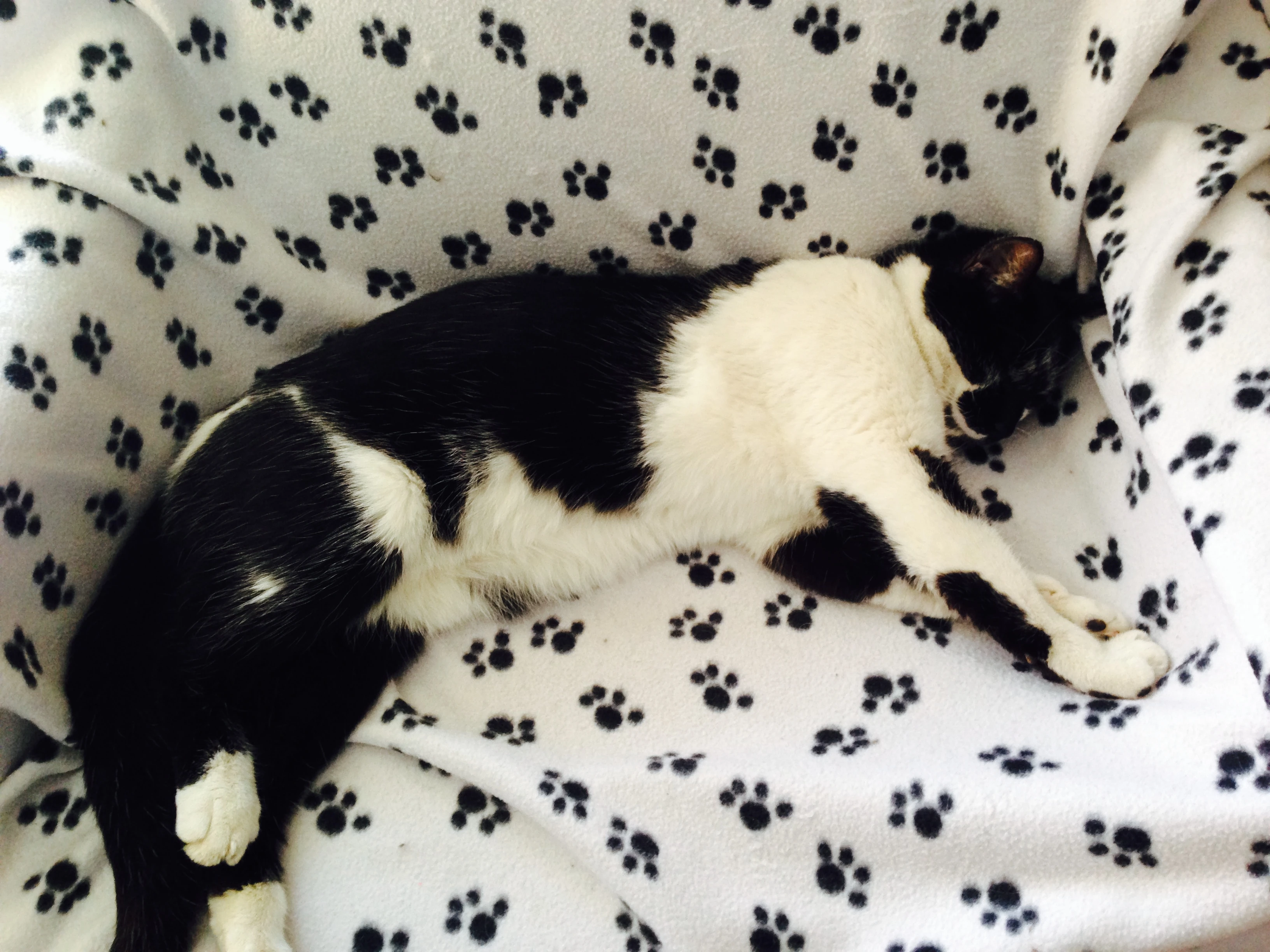 Our cat, Kukla, napping yesterday.