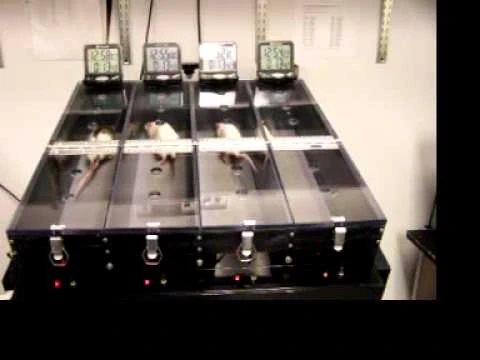 I took this photo up at Trek in Waterloo. They originally used mice, but now are testing out rats to power the new Madones.