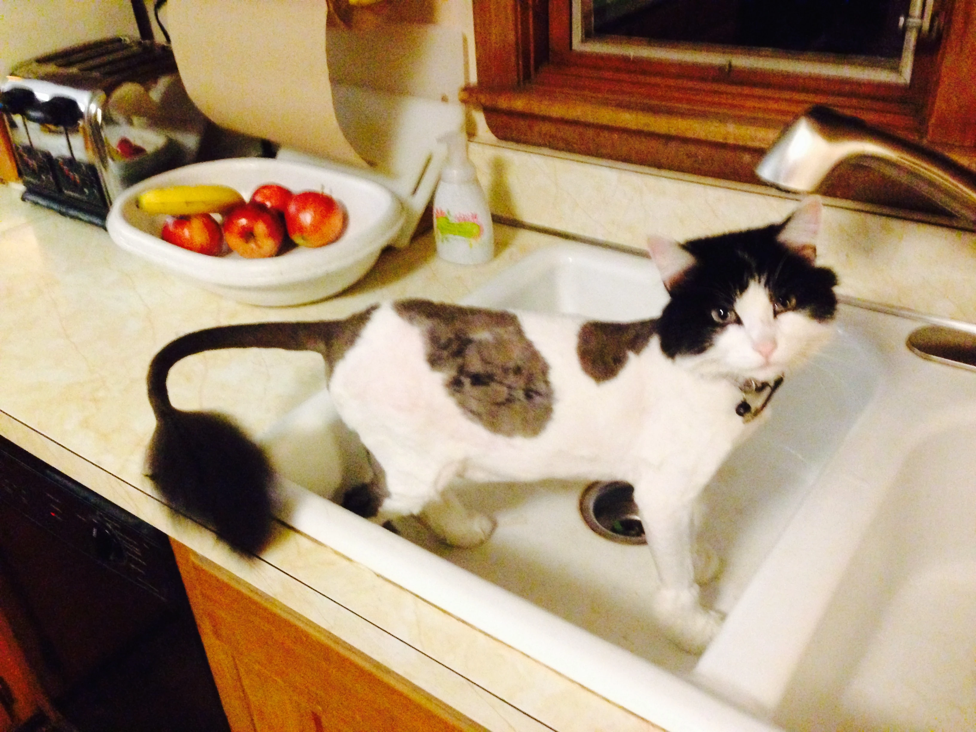 Fran shaved, in the sink.