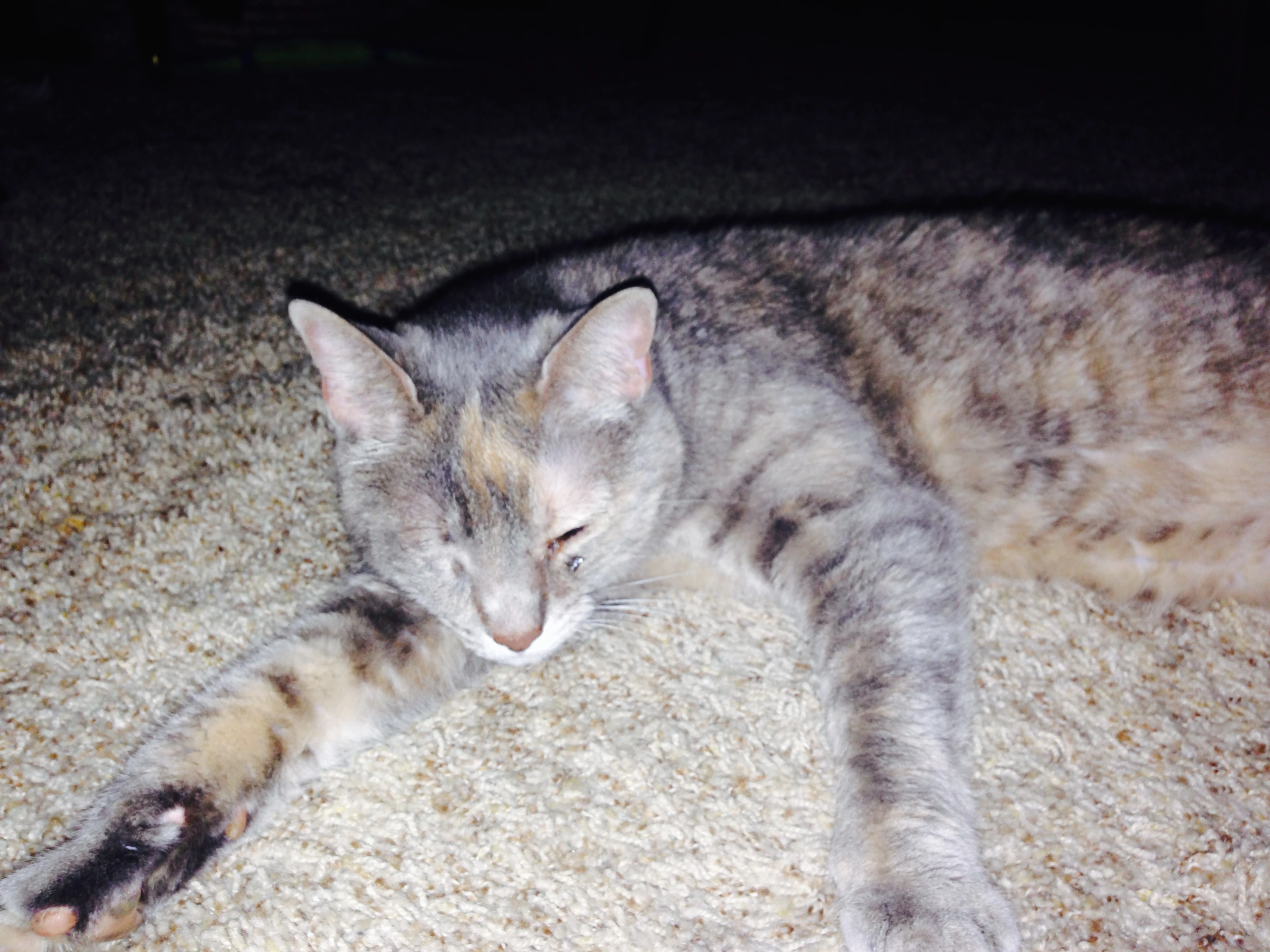 Wink lounging in the living room.