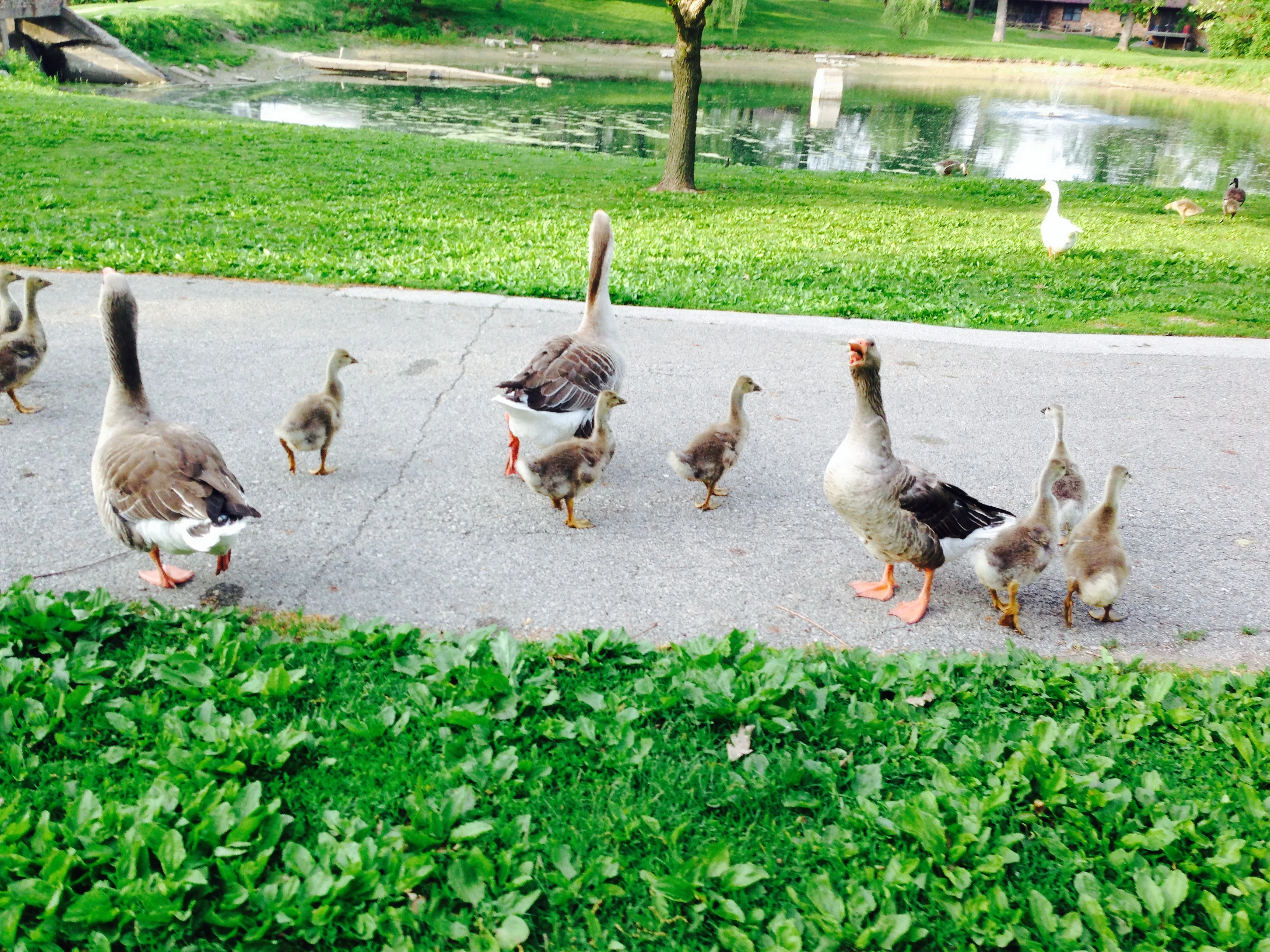 These guys were on the bike path at the bottom of the criterium hill.