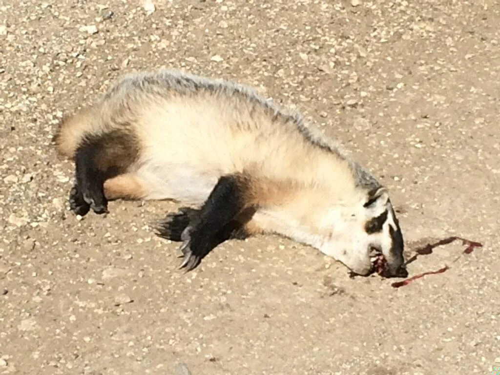 I don&rsquo;t usually put pictures of dead animals on here much, but you don&rsquo;t see many badgers in Kansas.