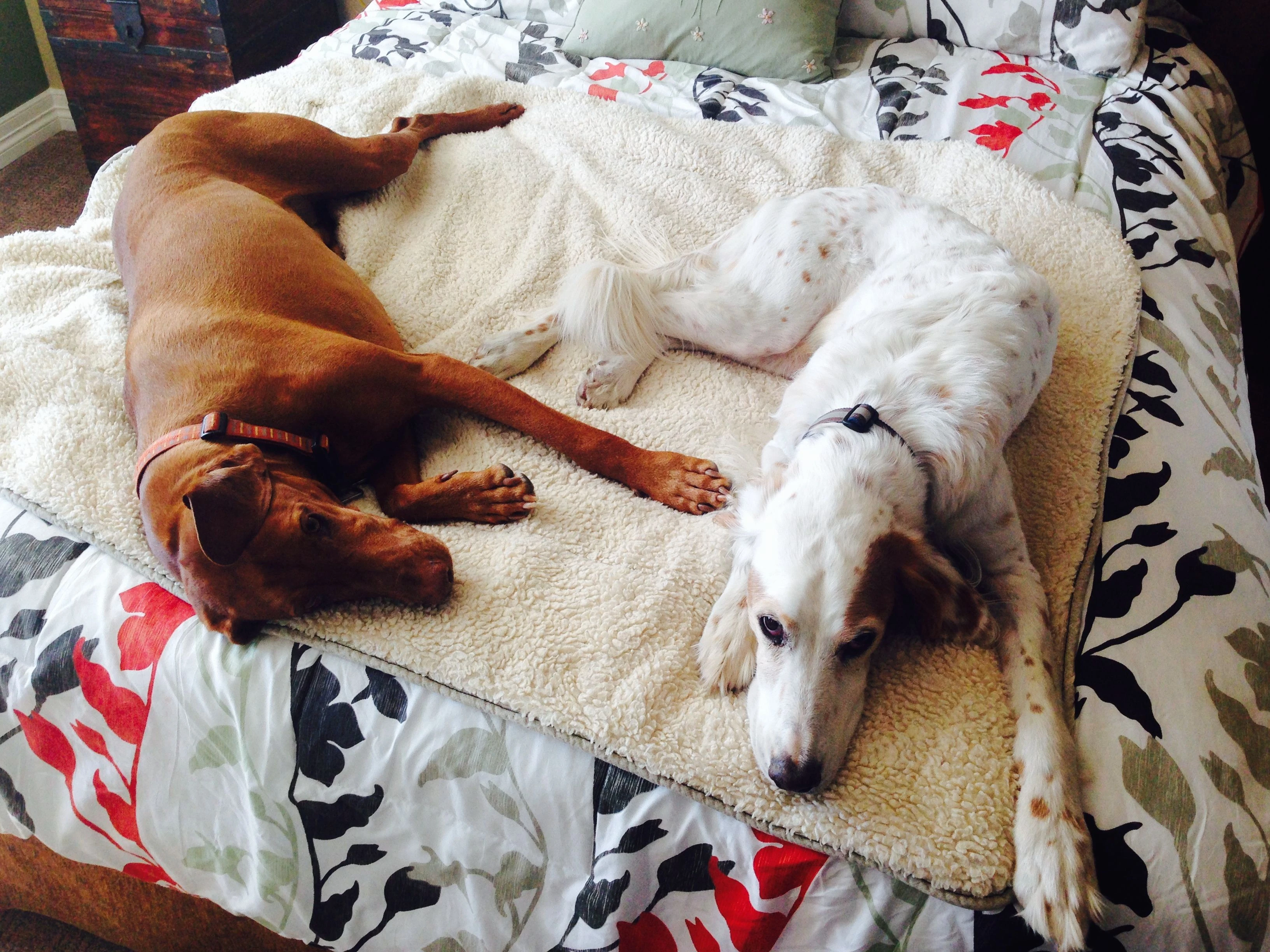 Never any room for me on the bed.