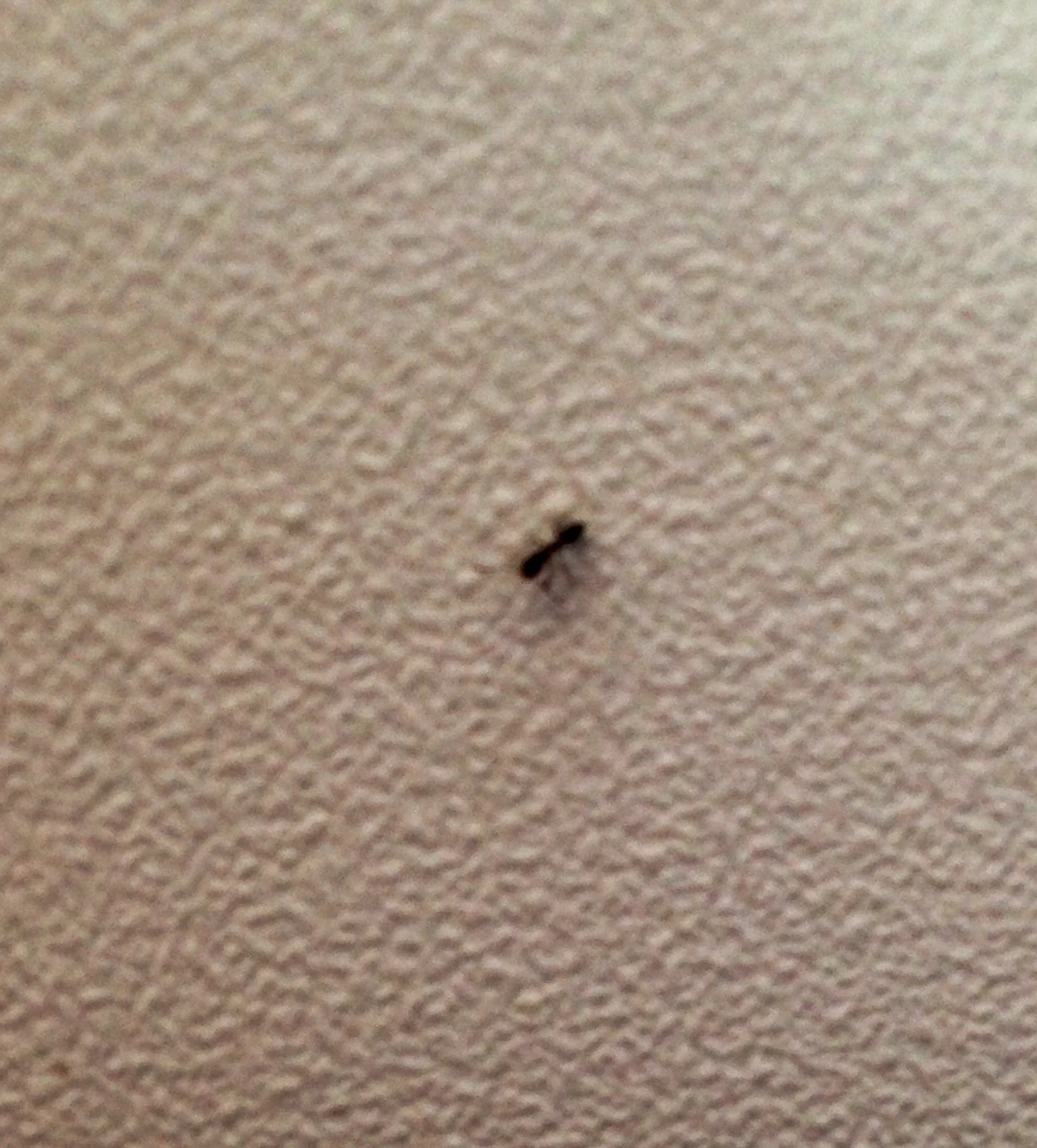 This ant was crawling around the plane. I wonder where it started and if it will ever see its home again. Maybe the plane is its home.