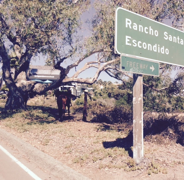 Horses tied up in Del Mar on the coast. 
