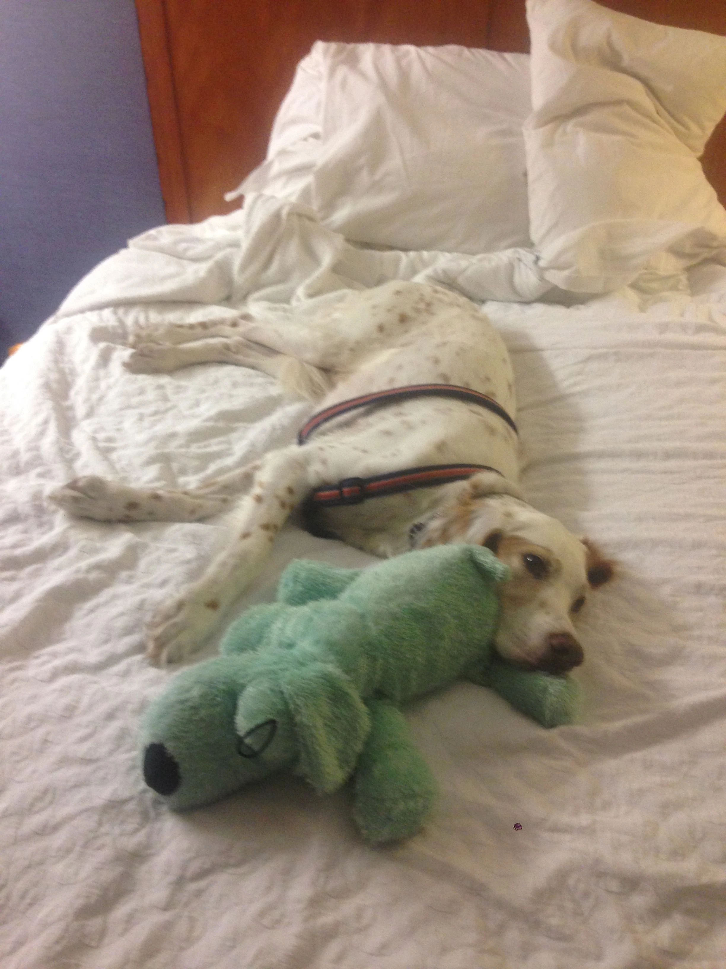 Bromont is very happy he made the cut. He always does. I&rsquo;m not sure what he&rsquo;s always worried about.