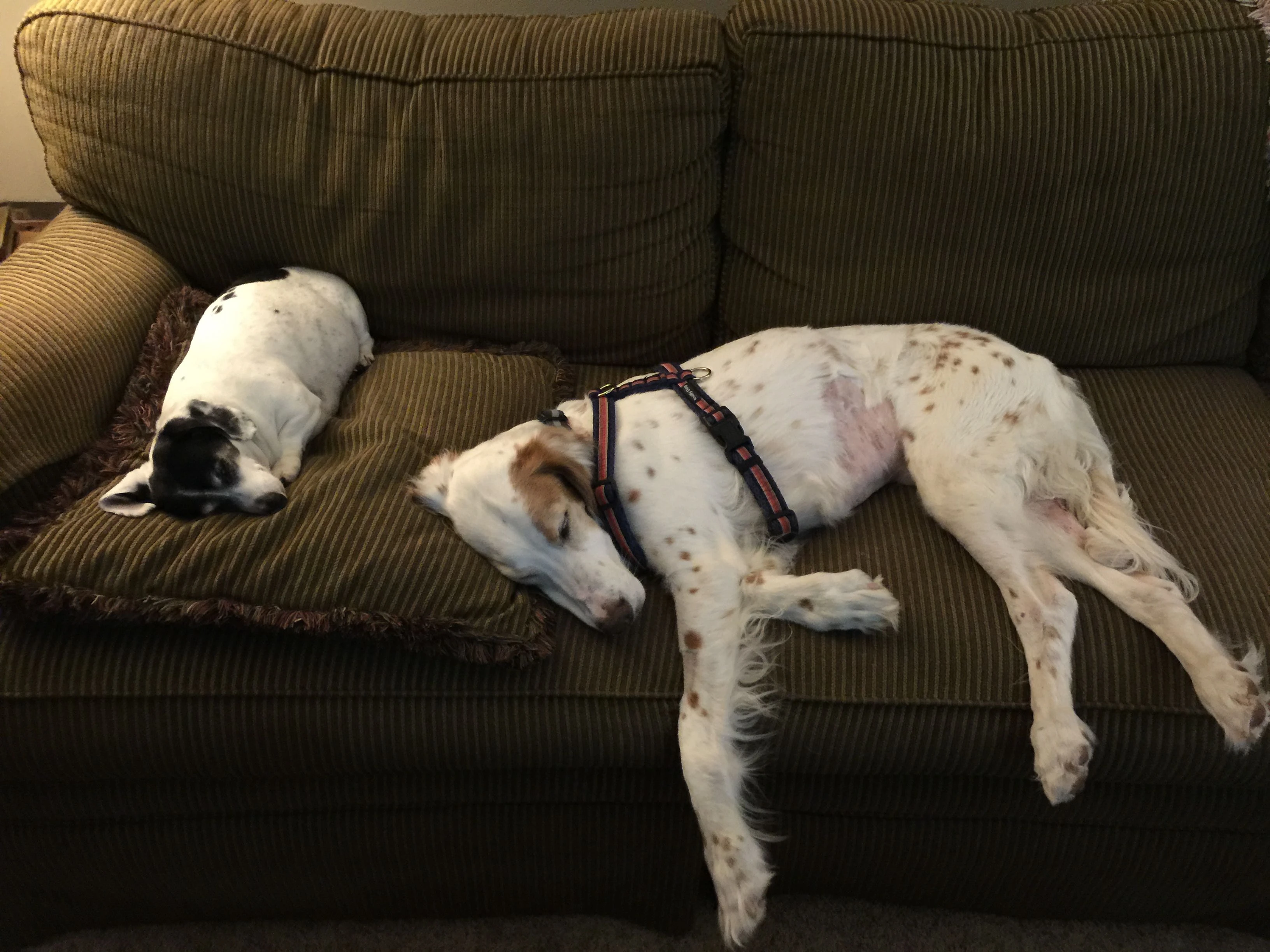 He&rsquo;s been kind of just laying around the last few days. He doesn&rsquo;t feel well. This is Frankie next to him.