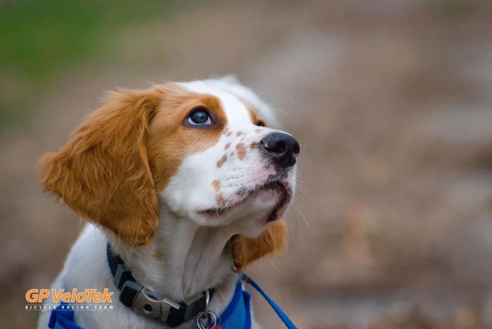 A photo my friend, Jack Funk, took of Tucker, last weekend at the Perry Road Race.