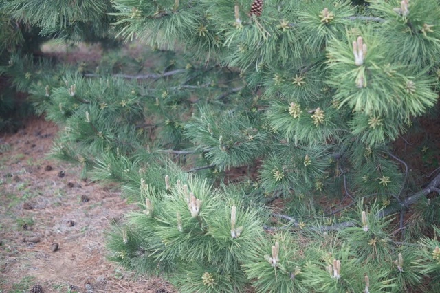 He took a picture of the pine needle bed.