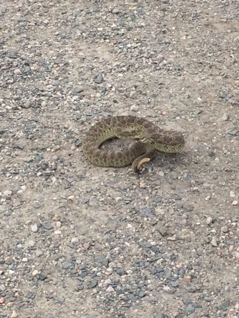 We ran into this guy riding yesterday on North Table Mesa.