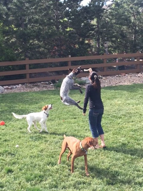Trudi playing with Nikola, with Tucker and Jack hanging out.