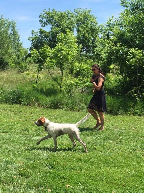 Trudi and Tucker walking before the flight yesterday. Tucker rolled around in a muddy puddle trying to cool off. He is pointing butterflies here.