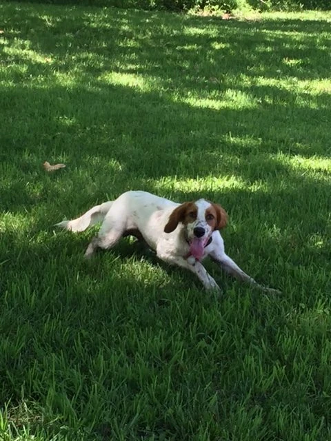 Tucker must be a tick magnet. I&rsquo;ve been taking him out to the country to romp every day. (I don&rsquo;t have a photo of the tick.)