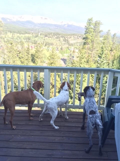 Jack, Tucker and Nikola are enjoying the view.