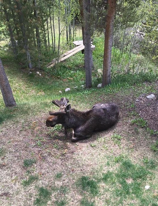 This guy was resting below the porch yesterday.
