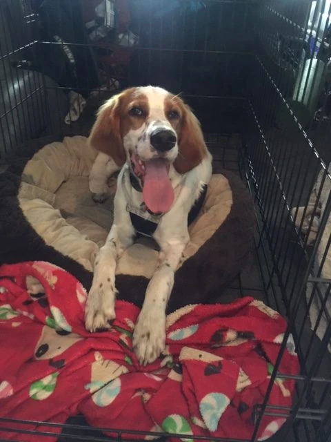 Tucker lost all his baby teeth, but still seems to chew some when left alone, thus the kennel in the van.