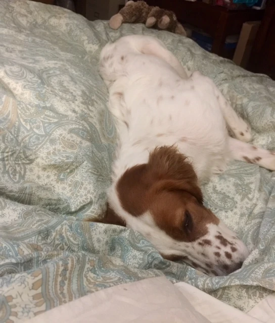 Tucker collapses every night. He is not into heat.