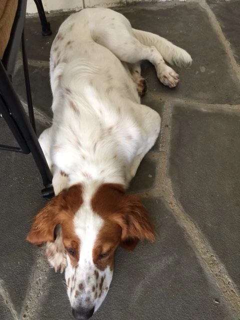 Tucker is feeling the dog days of summer.