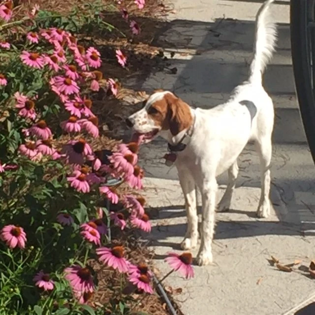 Tucker is going to miss the backyard here where the bees and butterflies hang out.