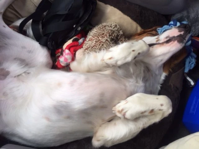 Tucker was out the whole drive yesterday. Guess watching criterium racing in the rain got to him.