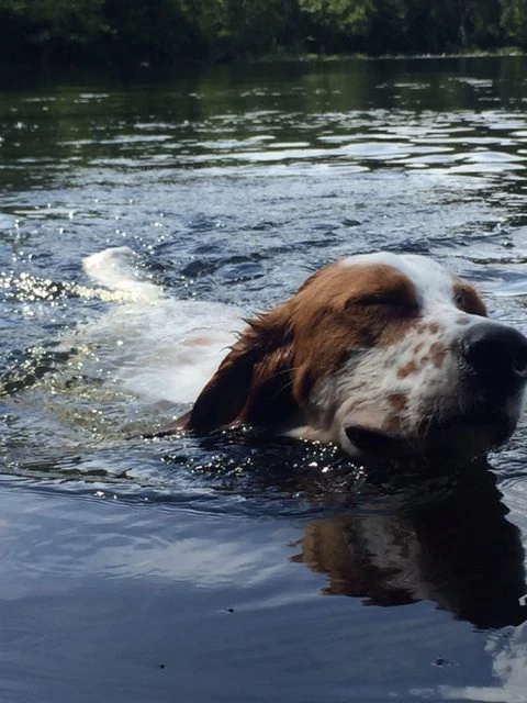 Swimming dog.