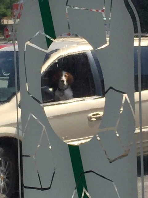 Tucker keeping an eye on me through a Starbucks window.