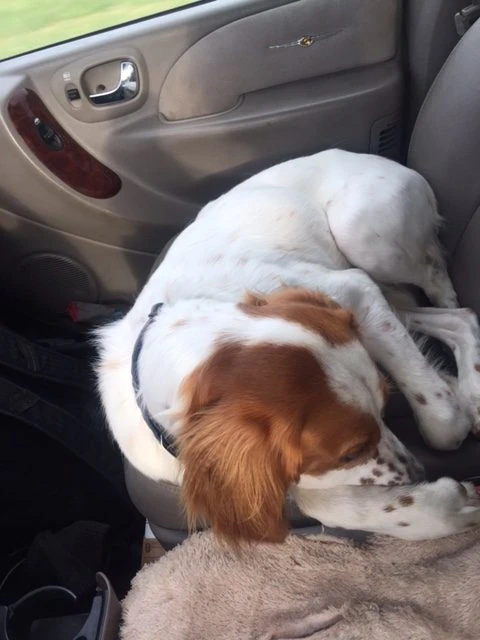 Tucker could use some more energy sometimes.