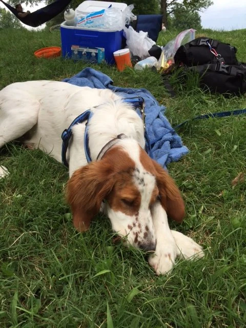 Tucker was done after the race. He got grease on his head once again.