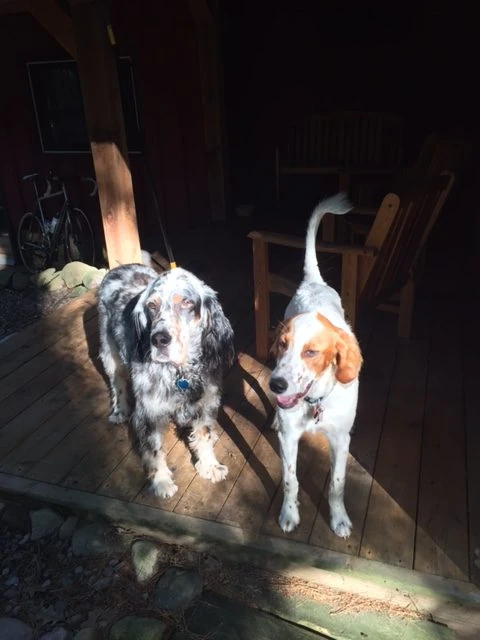 Tucker is going to miss his play buddy, Hawkeye.