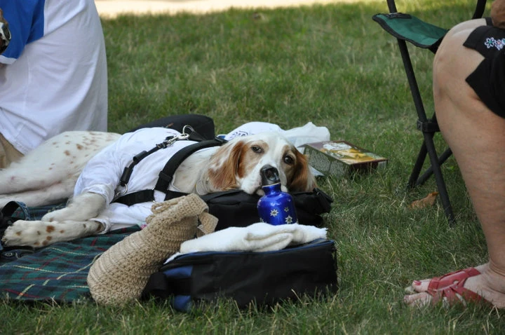 This picture pooped up on Facebook today. It was from 6 years ago. Bromont had ripped himself up running around the woods in Cable and we had to put a shirt on him so he didn’t lick out his stitches. Can’t see his light, but he has one.