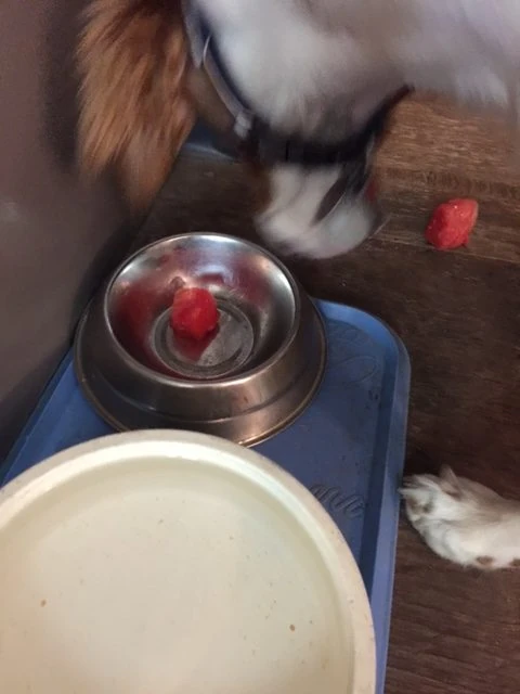 Tucker ate a bowl full of watermelon yesterday. He dropped the first piece on the floor, then ate the rest and came back for the initial piece. I&rsquo;ve never had a dog that would eat so much weird stuff as he does.