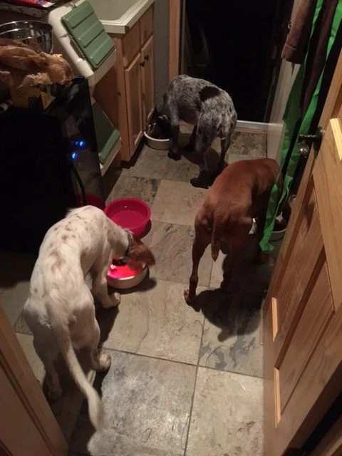 Jack and Nic up in Silverthorne now. Tucker is very happy.