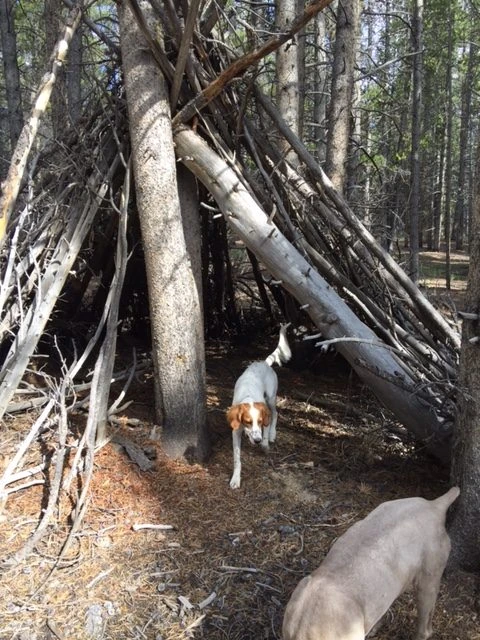 Tucker exploring around outside of Leadville.
