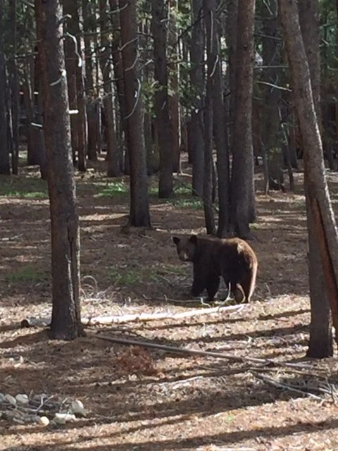 This bear was hanging out at the house in Leadville. We kept the dogs inside.