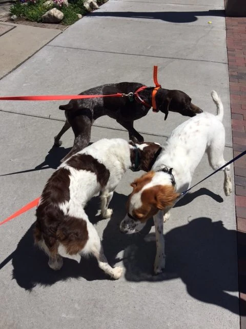 Before all the drama, we took Tucker over to Frisco for an Art fair. There were dogs galore. 