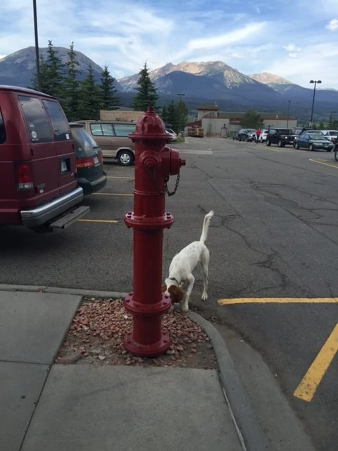 Tucker was interested in this huge fire hydrant outside the Starbucks in Silverthorne. It cracks me up.