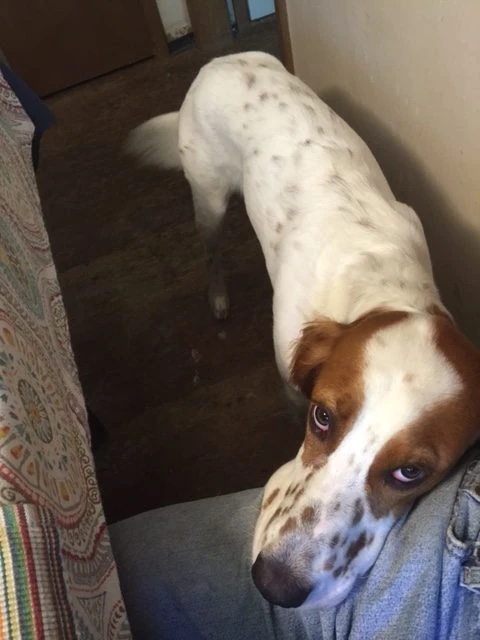 Tucker wants me to take him out for run I think.