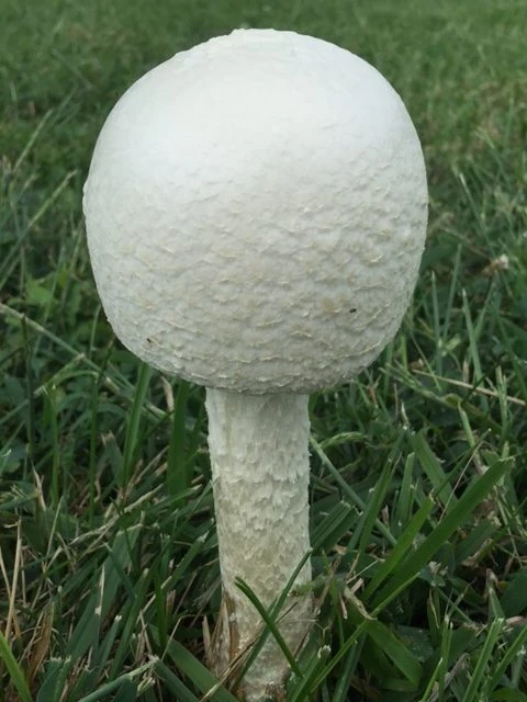 I saw this mushroom in the park yesterday. It popped up over night I think. I is very beautiful.