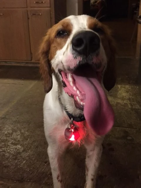 Tucker&rsquo;s tongue is pretty long when he is really hot.