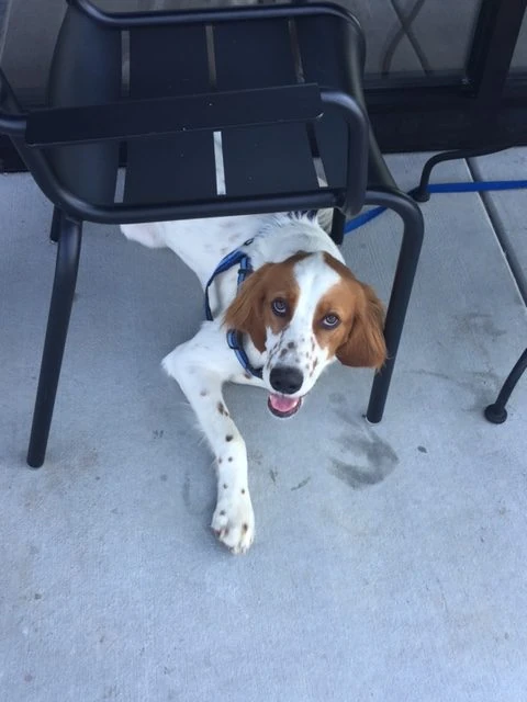 Tucker at the coffeshop. He likes to go because a lot of people pet him. Bromont wasn’t much into pettying. Tucker loves it.