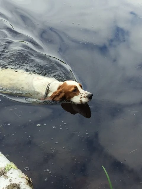 Tucker is a swimming fool. He runs to the lake, a couple times, on his own, to go swimming.